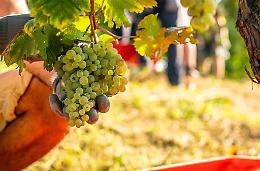 Via alla vendemmia in Langa, nel segno della qualità: si parte da Pinot e Chardonnay