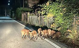 Gruppo di cinghiali “a passeggio” nel centro di Saliceto