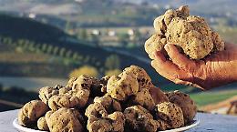 Dalla Regione 1,5 milioni di euro per la salvaguardia del tartufo
