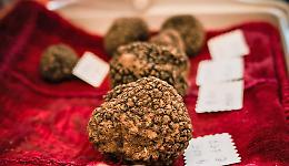 A Millesimo la Festa nazionale del tartufo