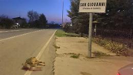 Lupo ucciso alle porte di Carrù, probabilmente investito da un'auto