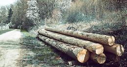 Un progetto per la gestione sostenibile dell’ecosistema forestale