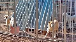 Garessio, la denuncia degli animalisti: «C'è un canile abusivo, va demolito»