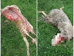 Tre pecore sbranate dai lupi, questa notte a Murazzano