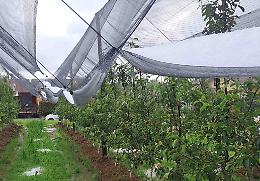 Maltempo: la grandine non risparmia cereali e frutta in Provincia di Cuneo