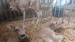 Mamma mucca mette al mondo tre vitellini gemelli, evento rarissimo a Mondovì