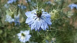 Festa della Nigella: natura, amicizia e gusto a Niella Tanaro