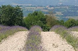 Poca lavanda? Gli agricoltori di Sale San Giovanni fanno chiarezza