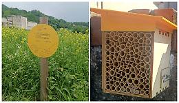 Oasi tra i fiori: le api muratrici costruiscono i primi nidi, un capolavoro della natura