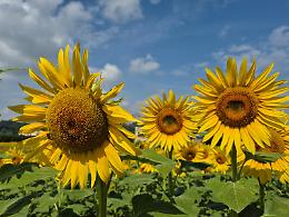 Al via la quinta edizione del concorso fotografico “Girasoli a Farigliano”