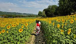 Un altro week-end di meraviglia: sabato e domenica esplora il labirinto tra i girasoli