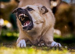 "Se il cane morde… di chi è la colpa? Il Piemonte "educa" i padroni