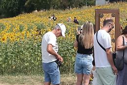 Tutti pazzi per i girasoli! Dopo il concerto di Rose Villain, boom di visitatori nel labirinto
