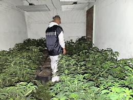 Scoperta una serra segreta: sequestrati 65 kg di Cannabis e 760 piante in piena crescita