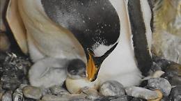 Meraviglie della natura: nati tre pulcini di pinguino, due sono gemelli