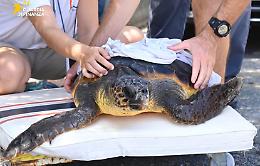 La Guardia di finanza di Imperia soccorre una “Caretta caretta” in difficoltà

