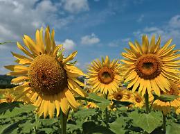 Quando la bellezza si fa labirinto e incanto: via ad un nuovo week-end tra i girasoli


