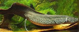 Il protòttero è un "pesce fuor d'acqua", hai mai sentito parlare di lui?