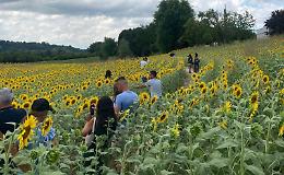 Cala il sipario sui “Girasoli 2025”: un mare giallo di emozioni e migliaia di visitatori tra i fiori
