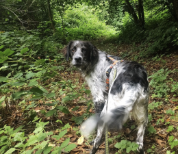 Passeggiata solidale nel Bosco delle Fate per aiutare i cani del canile
