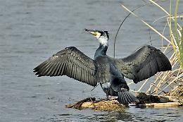 Abilitate 60 guardie venatorie: quest'anno potranno abbattere 115 cormorani