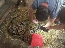 Grazie ai veterinari Regina è tornata a camminare: «Potrebbe essere il giaguaro vivente più longevo del mondo!»