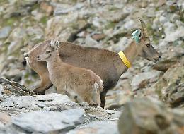 Betta, la stambecca “scomparsa” da cinque anni, riappare sulle montagne… con una sorpresa
