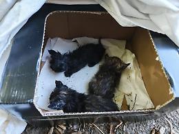 Gattini abbandonati in un sacchetto: salvati dai volontari, ma la rabbia resta  