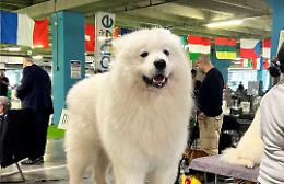 Un Outlet con duemila cani
