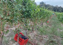 Vendemmia 2025: sulle colline di Langa è già iniziata la raccolta