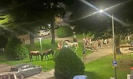 Gruppo di cavalli al galoppo in centro città, tra lo stupore dei passanti