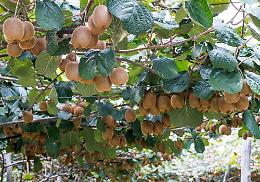 Produzione di kiwi a forte rischio: il caldo torrido causa il collasso degli impianti
