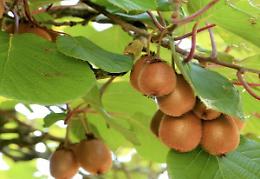 «Coltivazioni di kiwi a rischio per il caldo anomalo degli ultimi mesi»