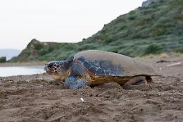 Le spiagge del Savonese diventano “culle” per le tartarughe "Carretta Carretta"