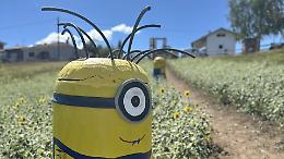 A Chiusa di Pesio sono spuntati i Minions tra i girasoli