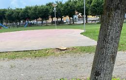 Tigli abbattuti nel Parco: «Per quale motivo?». Il sindaco: «Uno era malato, l'altro stava seccando»