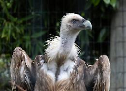 Al Parco Safari delle Langhe protagonisti gli avvoltoi: “sentinelle” fondamentali della natura

