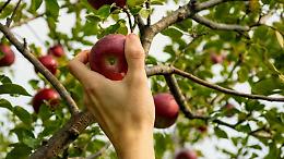 Furti notturni di frutta nelle campagne  