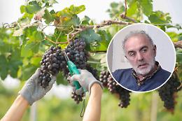 Vendemmia: «Cantine chiuse per ferie ad agosto? Non va bene!»