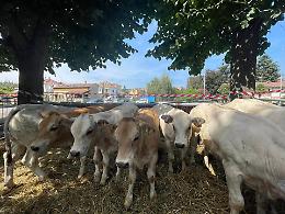 99esima edizione per l’Antica fiera del Bestiame