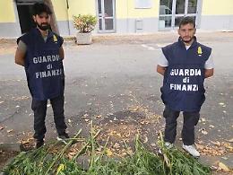 Serra di marijuana fai-da-te in giardino: blitz della Guardia di Finanza