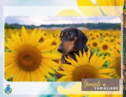 Ecco i vincitori del contest fotografico “Girasoli a Farigliano”
