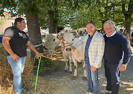 L’Antica Fiera del Bestiame rafforza l’asse Carcare-Carrù

