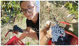Al lavoro in Langa per la vendemmia del Dolcetto: «L'uva è bellissima, di alta qualità»