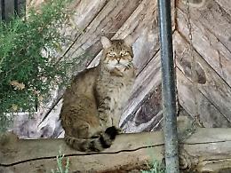 Occhi furtivi, passo regale: Silvestro, il custode selvatico delle Langhe