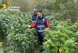 Una piantagione di marijuana lungo il fiume Tanaro
