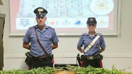 24 piante di cannabis e marijuana in casa, 69enne in manette