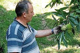 Come sta andando il mercato delle castagne? Il consumatore «Non mangi con gli occhi»