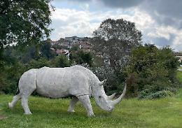 Cosa ci fa un rinoceronte tra le colline delle Langhe?