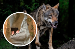 Malgaro morso da un lupo: «L'animale va abbattuto. È pericoloso e non teme l'uomo»